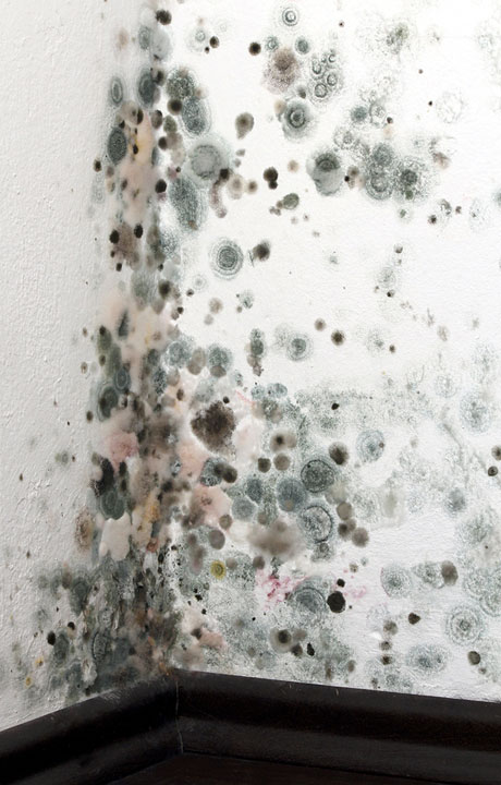 Mold Remediation In RI - What To Know